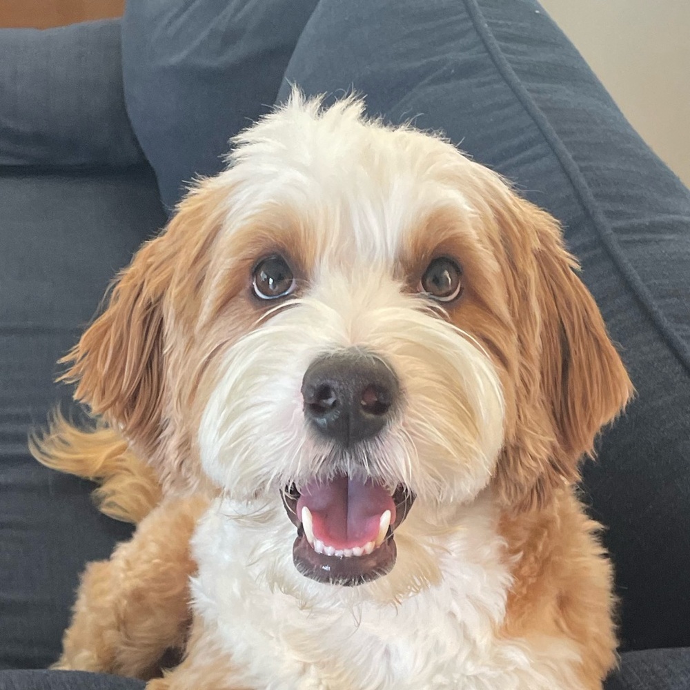Meet your Posher, George